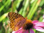 Great spangled Fritillary