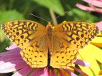 Great spangled Fritillary