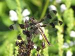 Dragonfly...twelve-spotted skimmer