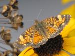 Pearl Crescent