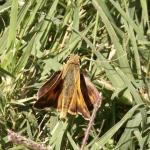 Sunning with wings partly open