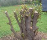 Pruned bay tree showing regrowth