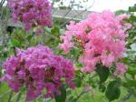 Purple/Pink Crape Myrtle