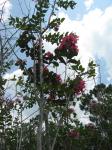 Crape Myrtle-Fuchsia