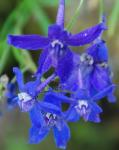 Unknown blue wildflower