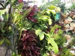 cereus,bromeliads, orchids
