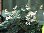 unknown variety of Begonia