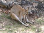 Agile Wallaby having a rest