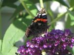 Red Admiral