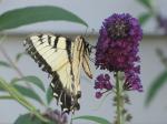 Eastern Tiger Swallowtail