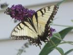 Eastern Tiger Swallowtail