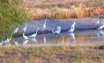 Great white egrets during drought