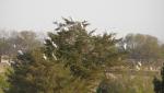 Tree full of egrets during drought