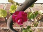 Climbing Rose Bloom