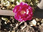 Another Climbing Rose Bloom