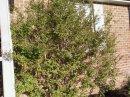 Crepe Myrtle