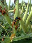 Some kind of insect on Asclepias tuberosa