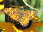 Pearl Crescent