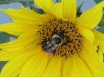 Bee/ant on a sunflower