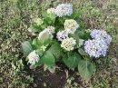 Endless Summer Hydrangea
