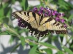 Ragged Eastern Tiger Swallowtail