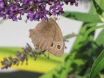 Common wood nymph