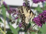 Ragged Eastern Tiger Swallowtail