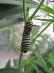 Monarch caterpillar