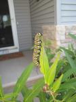 Monarch caterpillar