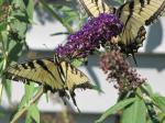 Eastern Tiger Swallowtails