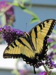 Eastern Tiger Swallowtail