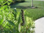 Monarch caterpillar