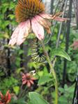 Monarch caterpillar