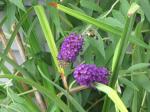 snowberry clearwing hummingbird moth