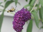 snowberry clearwing hummingbird moth
