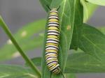 Monarch caterpillar