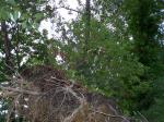 Azaleas on top of tree root