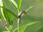 Monarch caterpillar