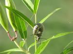 Monarch caterpillar