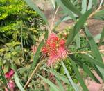 Callistemon 'Pink Champagne' is blooming