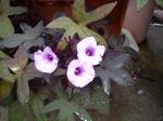 Sweet Potato Vine blooms