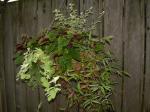 pretty hanging basket