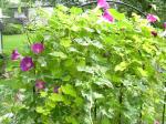 Lemon Lace Vine & Variegated Morning Glories