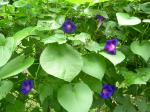 Good morning for the Morning Glories