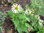 Sunset Coneflowers