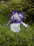 Iris rhizones available