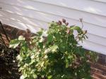 Rose Bush Buds