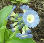 Primula x pubescens, blue