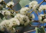 Eucalyptus platyphylla flowers