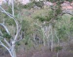 Bushland dominated by Eucalyptus platyphylla, the Poplar Gum